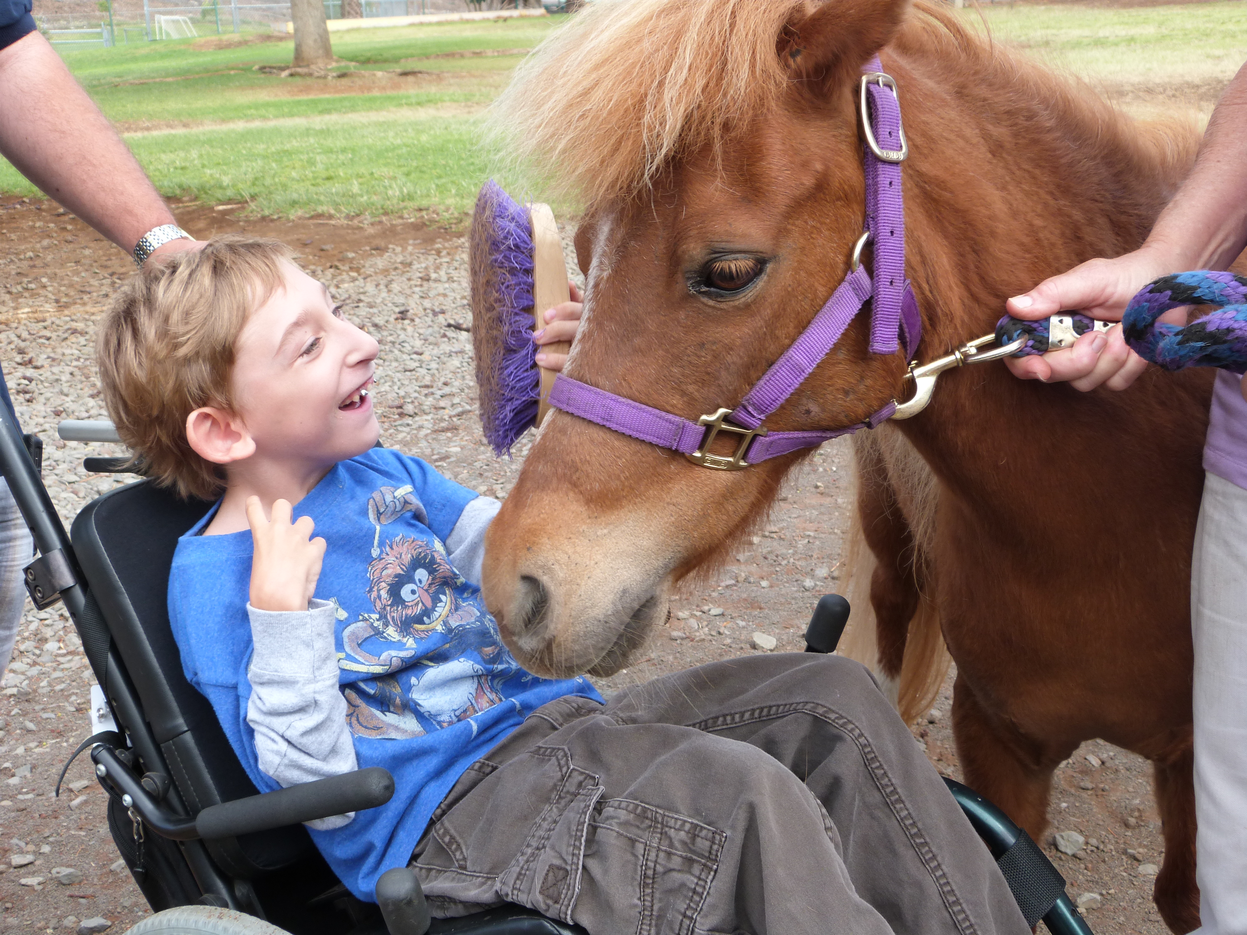 Equine Therapy Programs In Pa